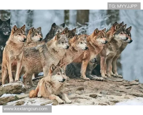 在狼群中崛起的足球明星与勇气与荣耀的传奇之路